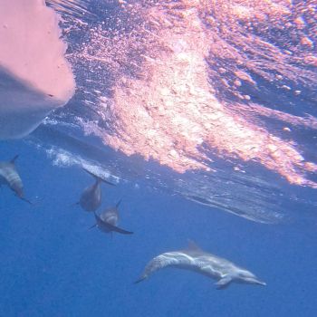 Dolphins 003