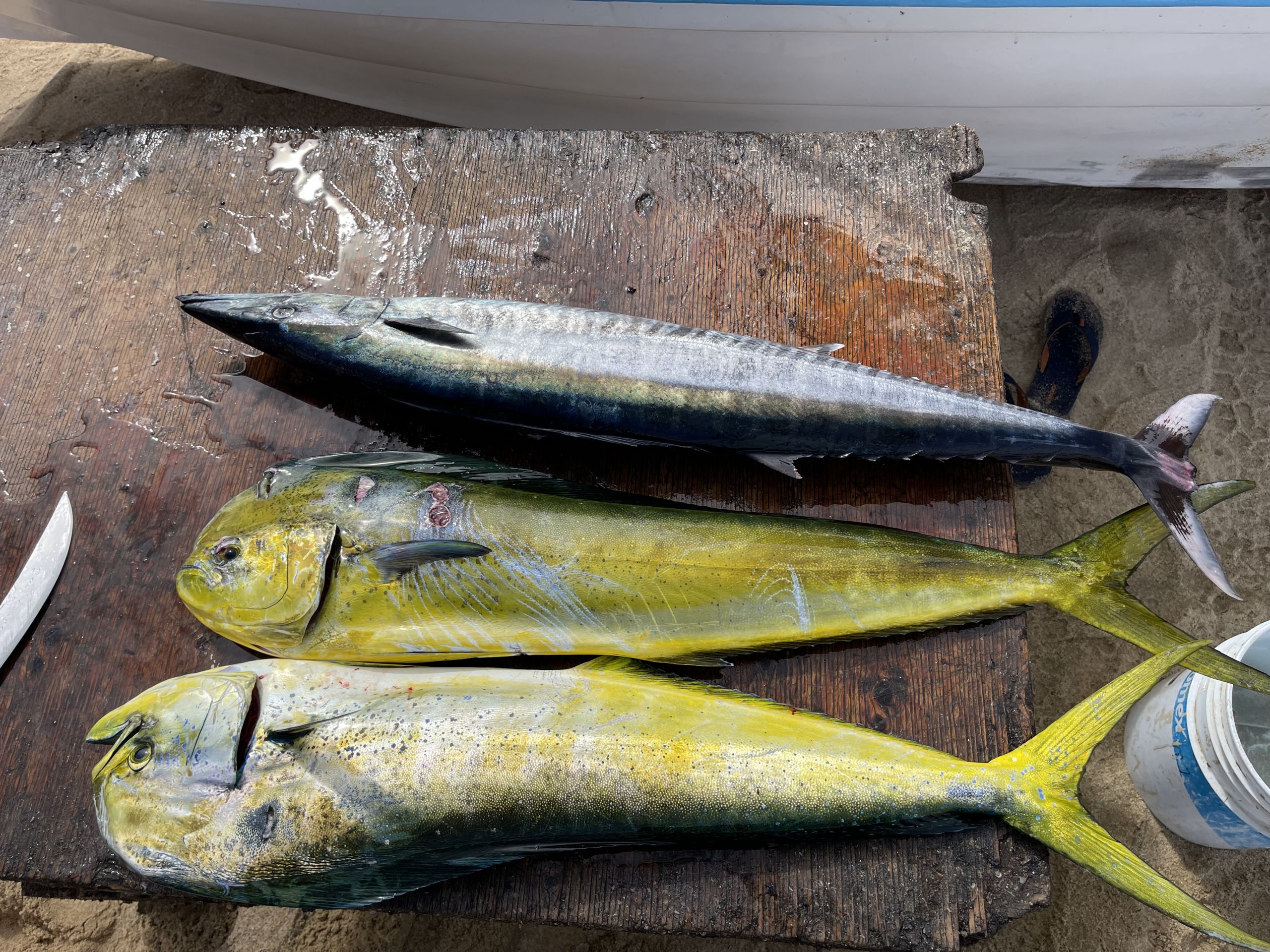 Mexican Fishing Regulations You Need To Know - Todos Santos Sport Fishing
