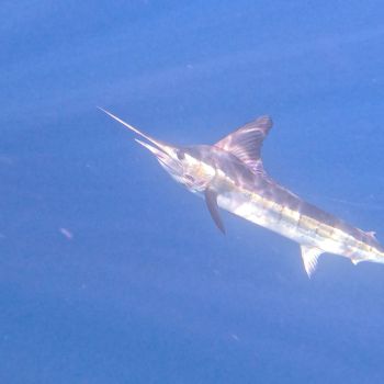 Marlin Swimming 0001